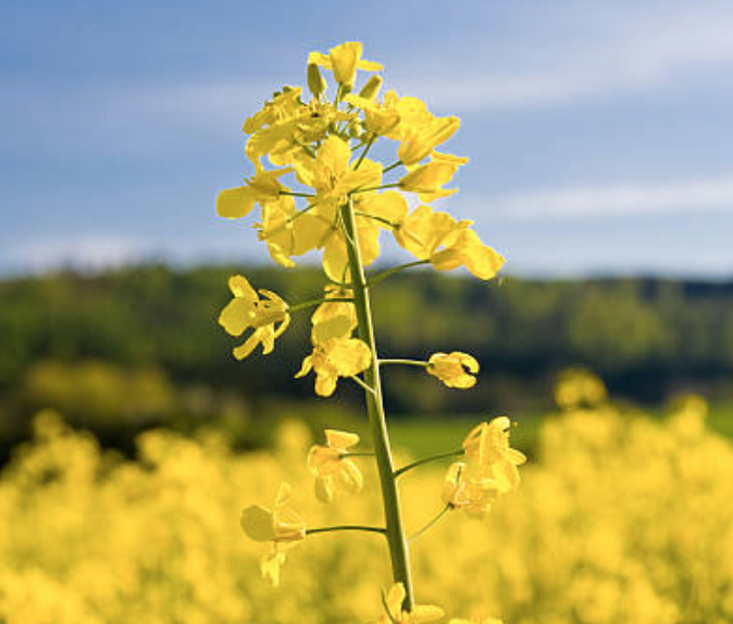 Oilseeds
